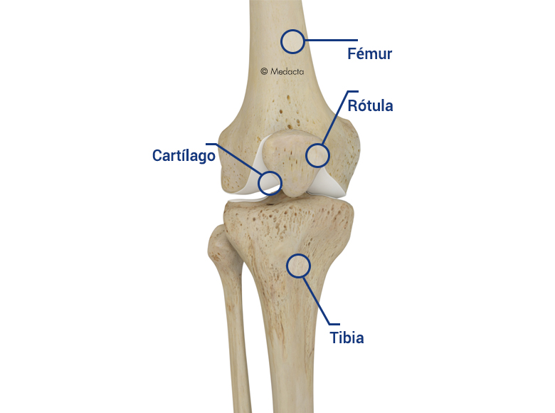 articulación de la rodilla