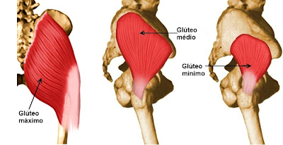 musculatura glútea