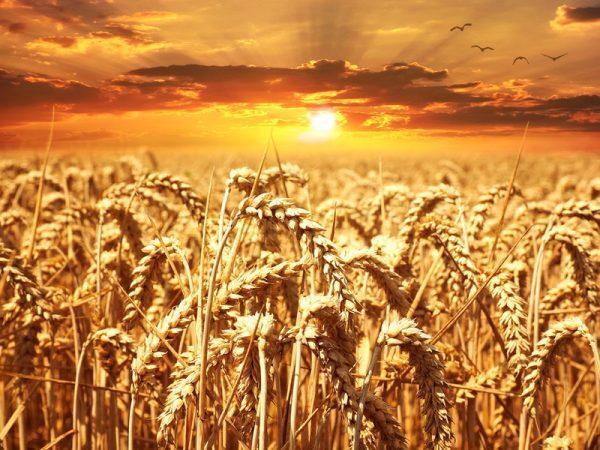 wheat-field-wheat-cereals-grain-39015-e1523899993758